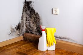 Best Black Mold Removal  in Biltmore, TN